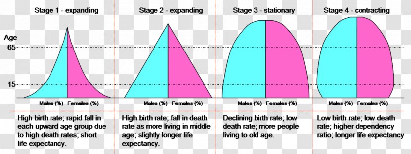 Population Pyramid Demographic Transition Growth Birth Rate - Geography Transparent PNG