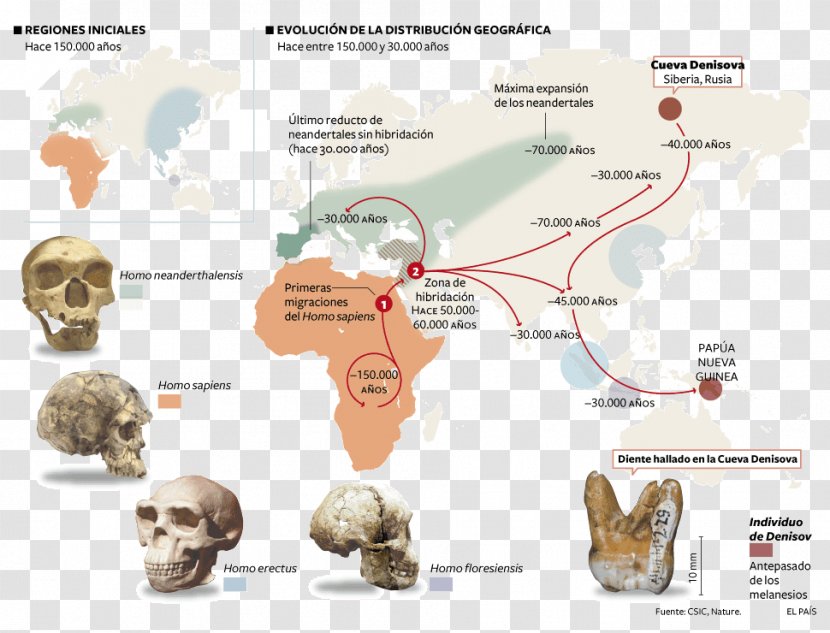 Neandertal Homo Sapiens Flores Man Paleolithic Upright - Patterns Transparent PNG