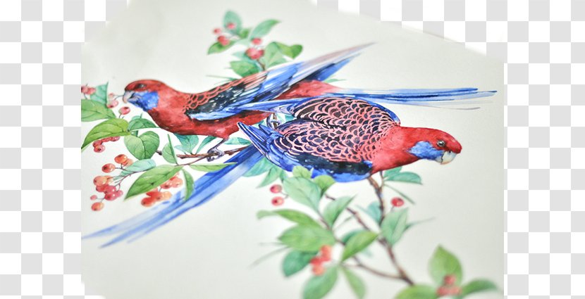 Crimson Rosella Bird Parrot Watercolor Painting Illustration - Feather - Fly Together Transparent PNG