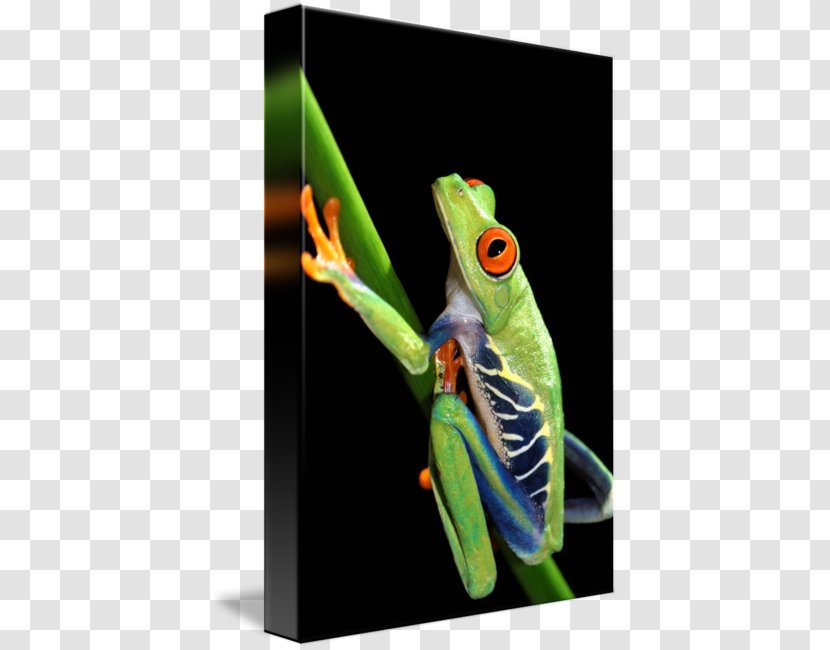 Red-eyed Tree Frog - Photography - Stock Transparent PNG