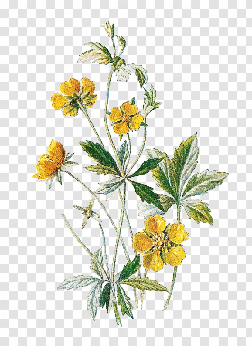 Wildflower Clip Art - Herb - Botanical Transparent PNG