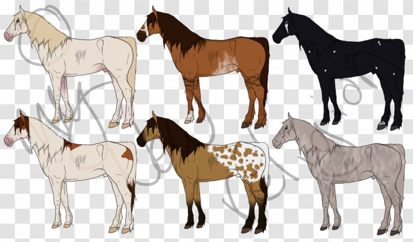 Mustang Foal Stallion Mare Colt - Breed Transparent PNG
