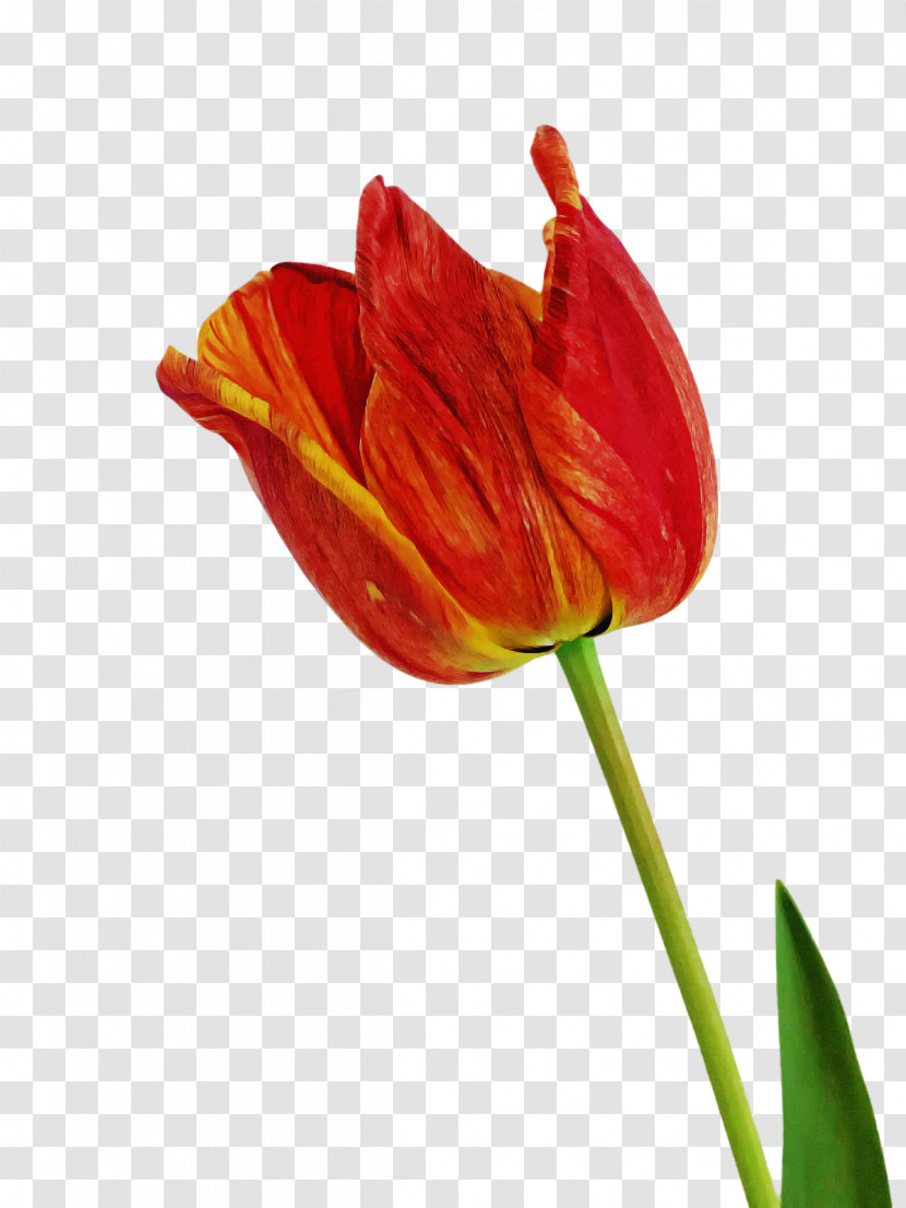 Plant Stem Tulip Bud Lilies Petal Transparent PNG