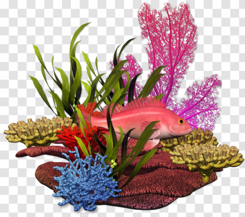 Graphic Design Plant Sea Marine Biology - Idea - Coral Transparent PNG