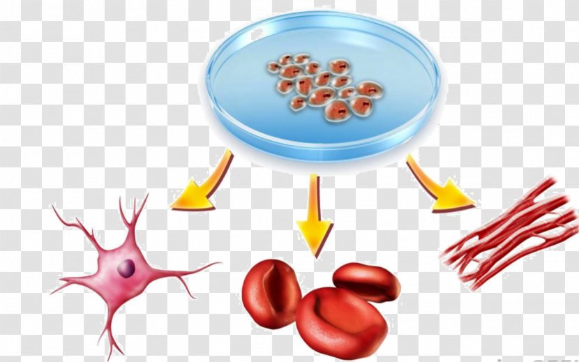 Cellular Differentiation Induced Pluripotent Stem Cell Potency - Cartoon - Frame Transparent PNG