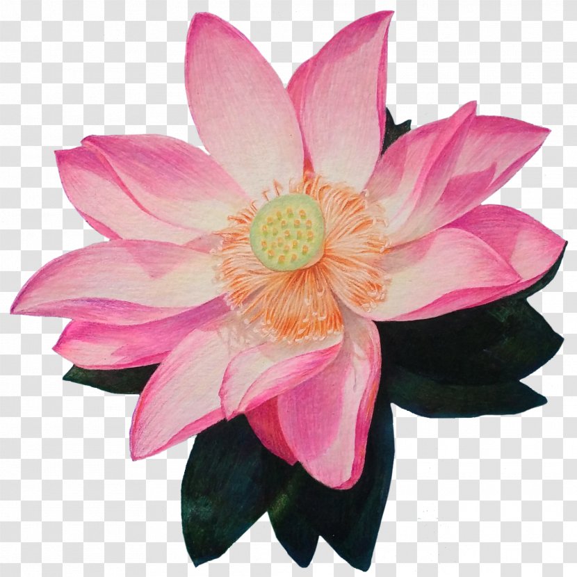 Nelumbo Nucifera Drawing - Aquatic Plant - Free Hand Drawn Lotus Decorative Patterns Transparent PNG