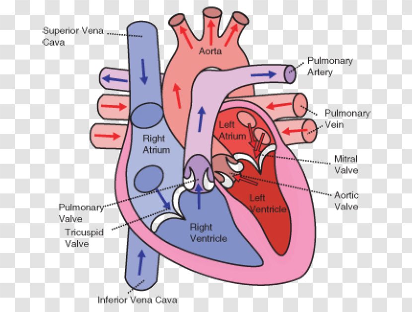 Wiring Diagram Heart Circulatory System Human Body Transparent PNG