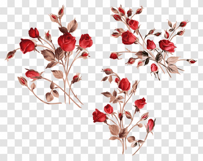 Flower Red Plant Branch Leaf - Pedicel Petal Transparent PNG