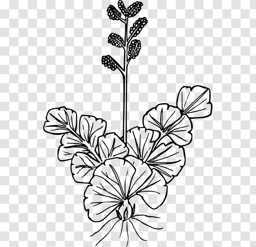 Wildflower Petal Leaf Drawing - Plant Stem Transparent PNG