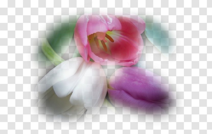 Love Flower Bouquet Greeting & Note Cards Author - Ansichtkaart - Blog Transparent PNG