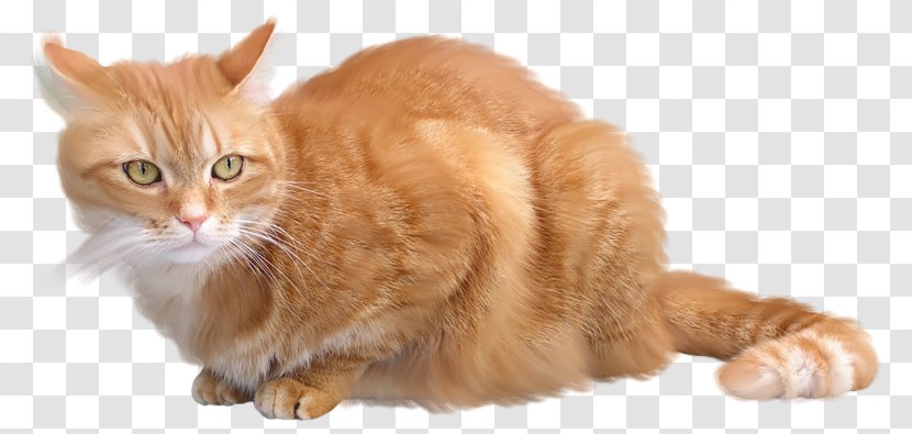 Cat Kitten - Computer Graphics - Animals Transparent PNG