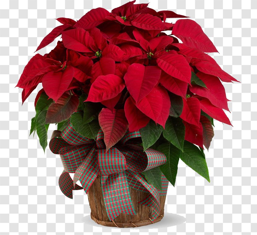 Poinsettia - Flower - Houseplant Transparent PNG