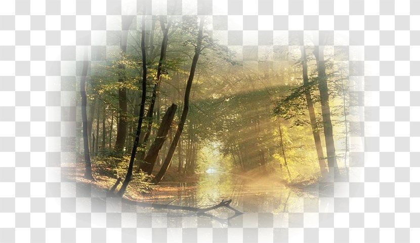 Desktop Wallpaper Photography Giphy Nature - Forest - Winter Scene Transparent PNG