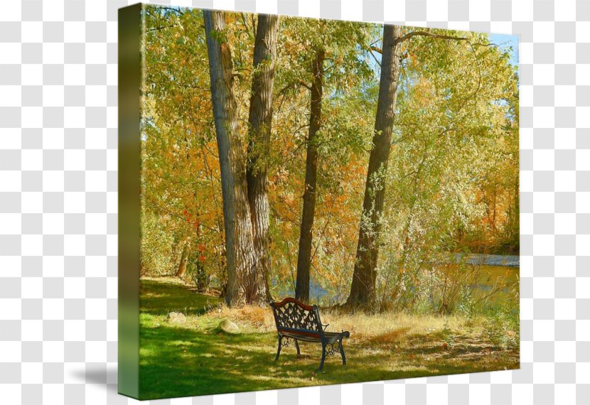 Temperate Broadleaf And Mixed Forest Painting Gallery Wrap Fauna Landscape - Woodland Transparent PNG