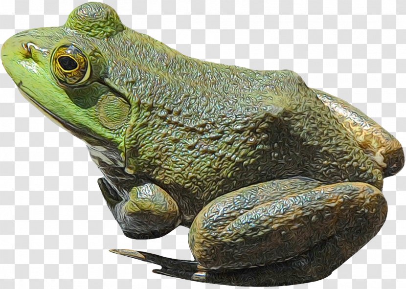 American Bullfrog Reptile Toad Tree Frog Transparent PNG