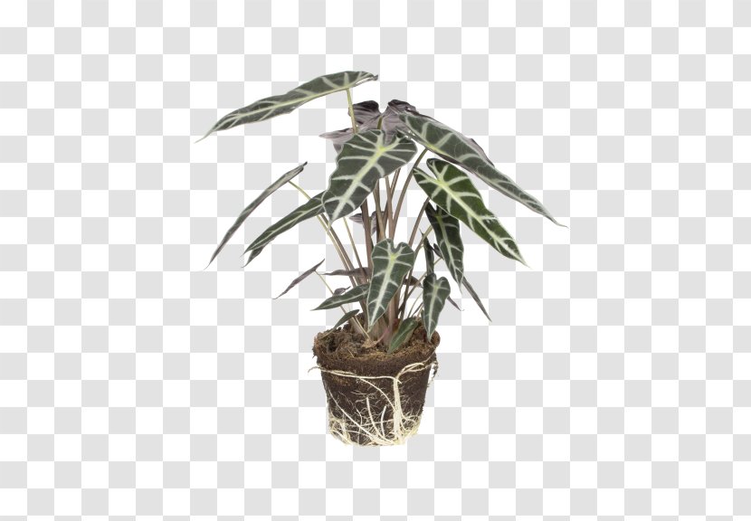 Painted-leaf Begonia Alocasia Odora New Guinea Shield Plants - Leaf Transparent PNG