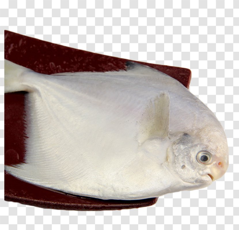 Deep Sea Fish Pampus Argenteus - Saltwater - Fresh Transparent PNG