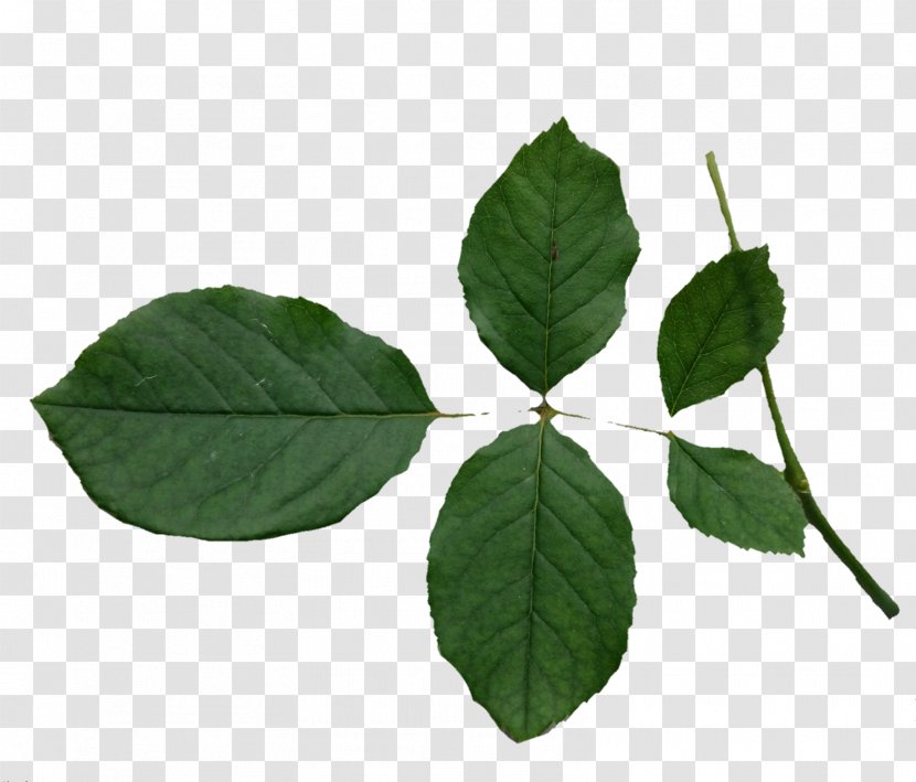 Leaf Plant Stem Tree - Asuka Transparent PNG
