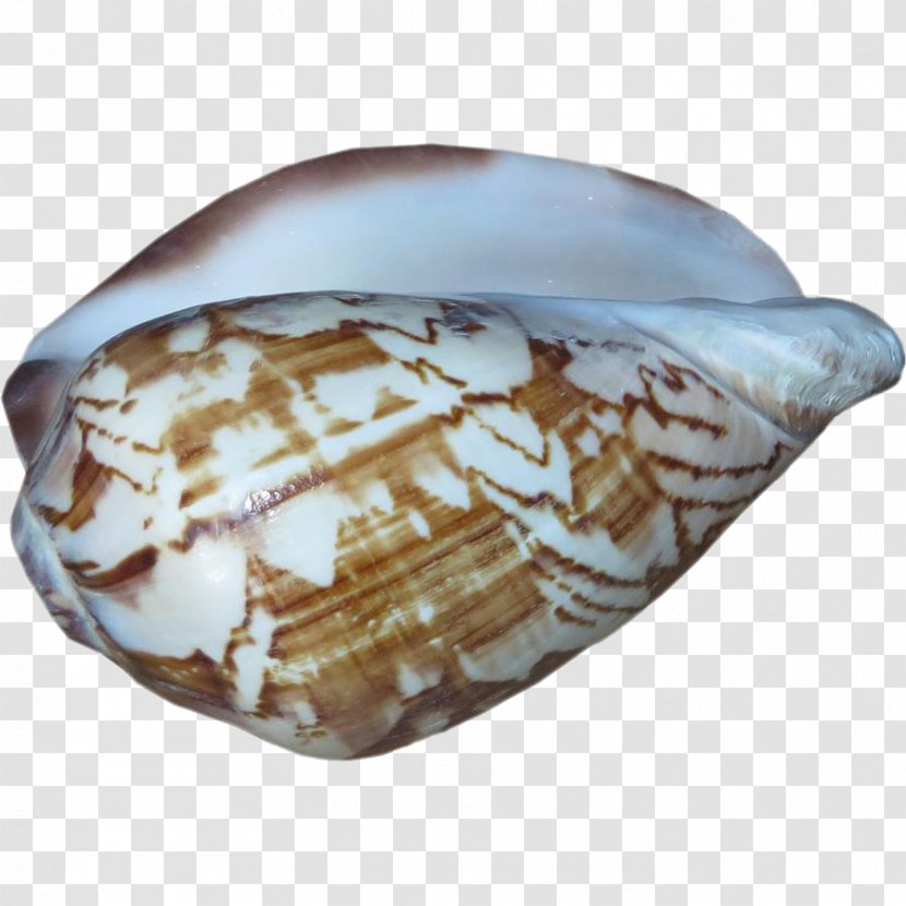 Conomurex Luhuanus Seashell Conchs Chairish - Furniture Transparent PNG