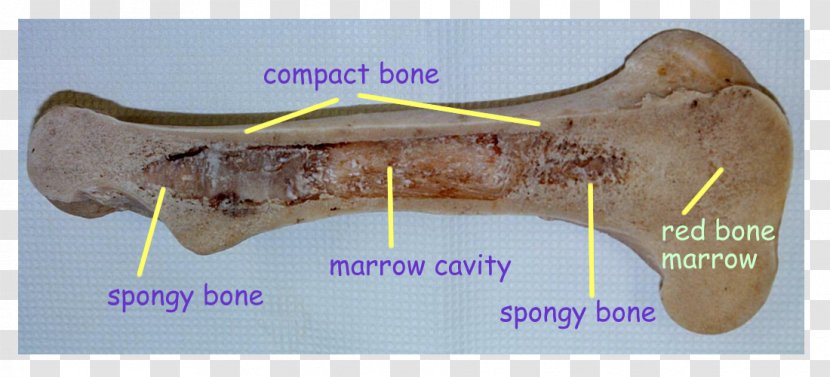 Bone Marrow Color Yellow Purple - Jaw Transparent PNG
