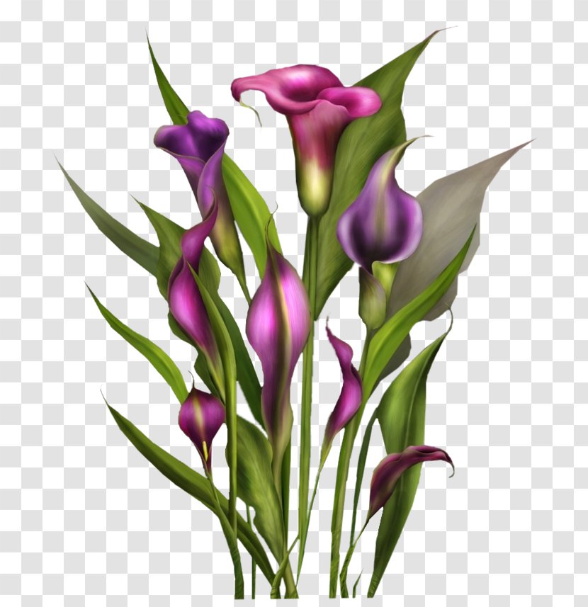 Clip Art Centerblog Flower GIF - Flowering Plant Transparent PNG