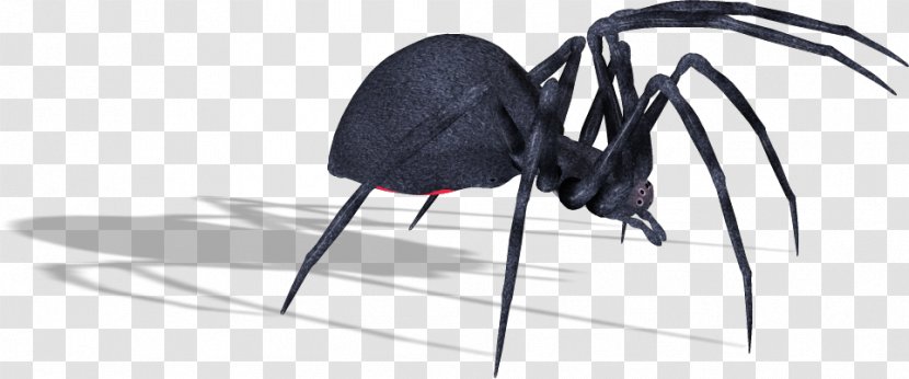 Southern Black Widow Spider Image Clip Art - Arthropod Transparent PNG