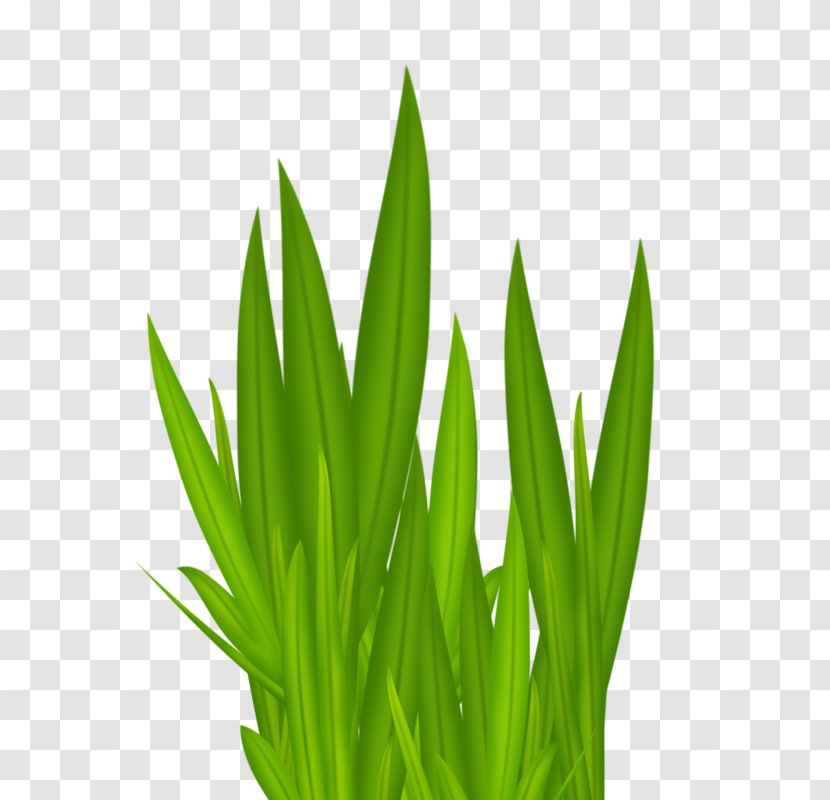 Download Wallpaper - Plant - Green Grass Transparent PNG
