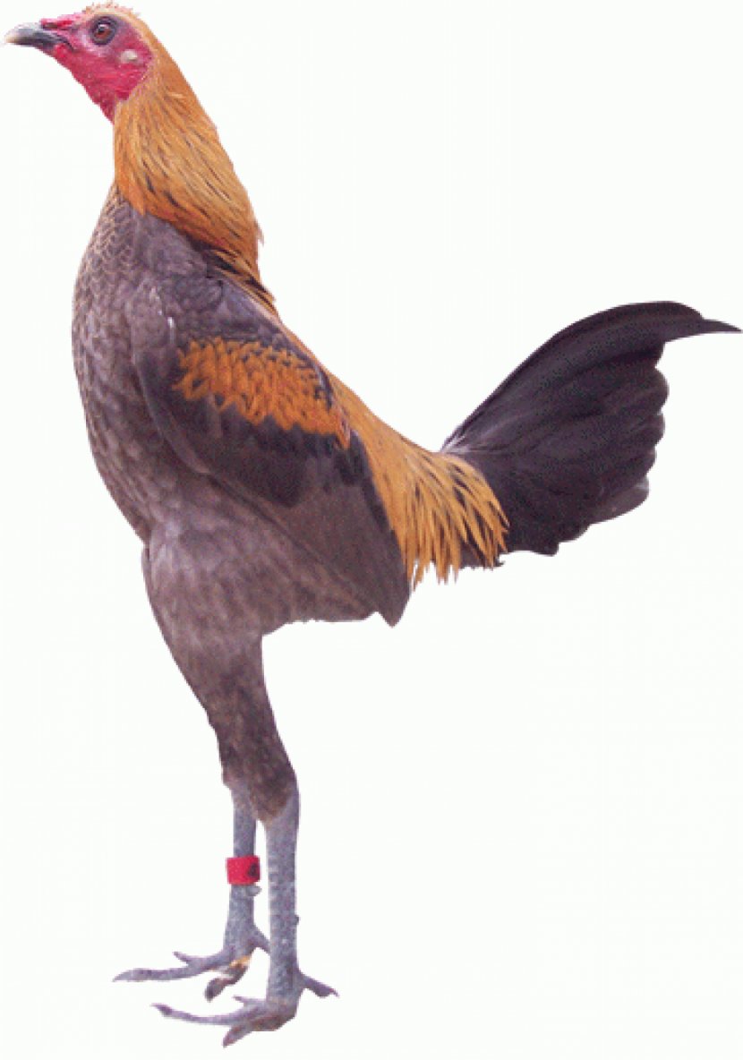 Modern Game Fowl Phoenix Chicken American Australorp Bantam Transparent PNG