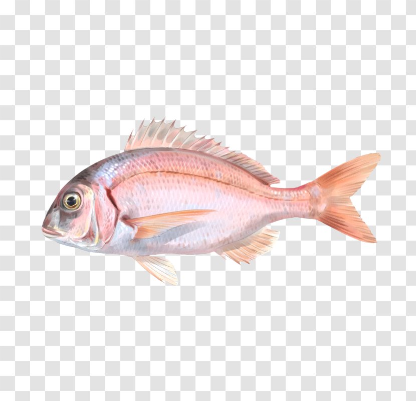 Northern Red Snapper Common Pandora Fish Tilapia Seabream - Animal Source Foods Transparent PNG
