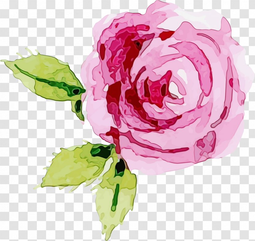 Garden Roses - Watercolor - Plant Rose Family Transparent PNG