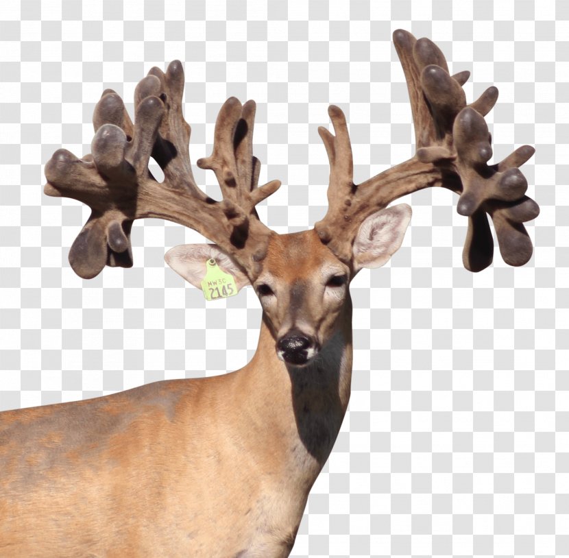 Reindeer White-tailed Deer Antler Terrestrial Animal - Wildlife Transparent PNG