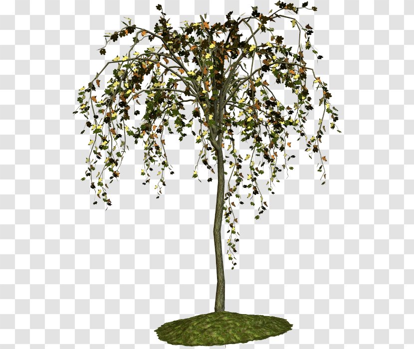Twig Tree Shrub Plant Malacky - Rss Transparent PNG