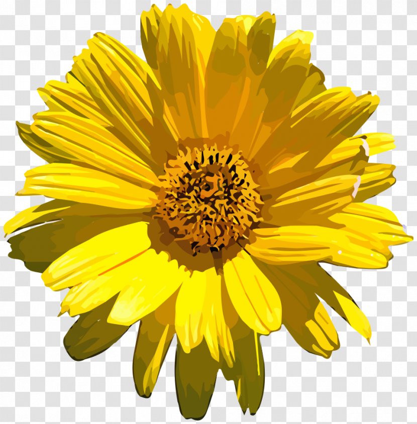 Common Sunflower Stock Photography - Red - VECTOR FLOWERS Transparent PNG