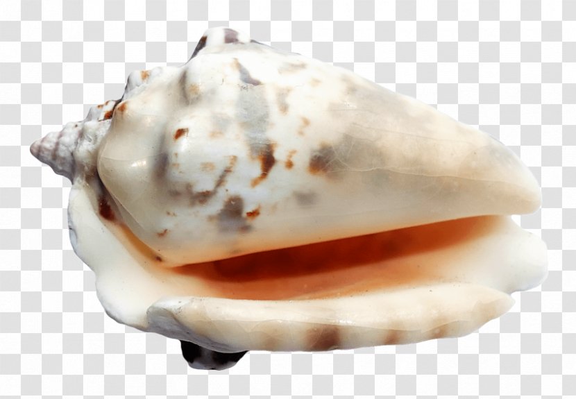 Seashell Transparency And Translucency - Ice Cream Transparent PNG