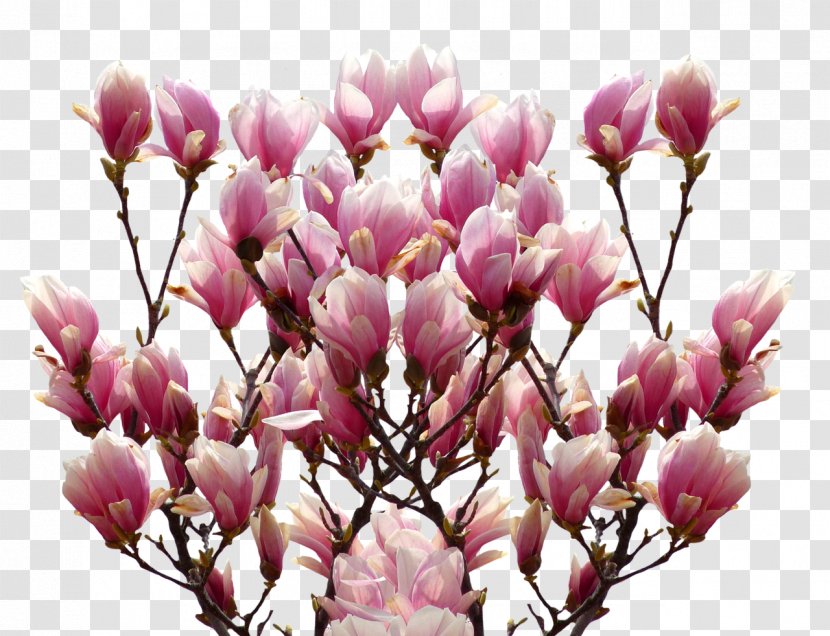 Chinese Magnolia Rouwkaart Star Flower - Family Transparent PNG