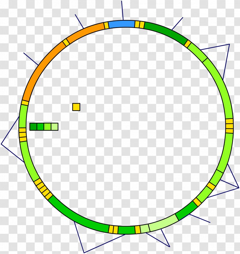 Mitochondrial DNA Mitochondrion Nuclear Genetics Transparent PNG