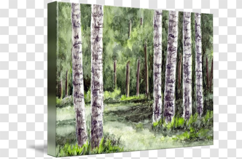 River Birch Watercolor Landscape Tree Painting - Landscaping Transparent PNG
