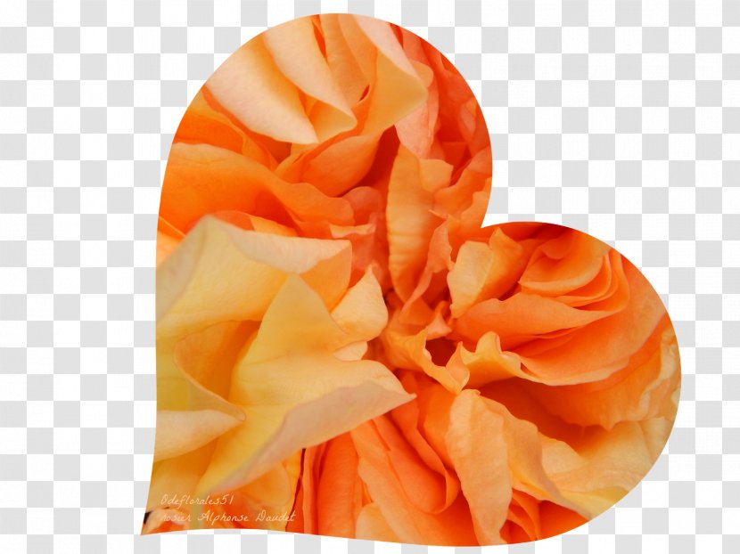 Rose Perfume Happiness Human Height Orange S.A. Transparent PNG