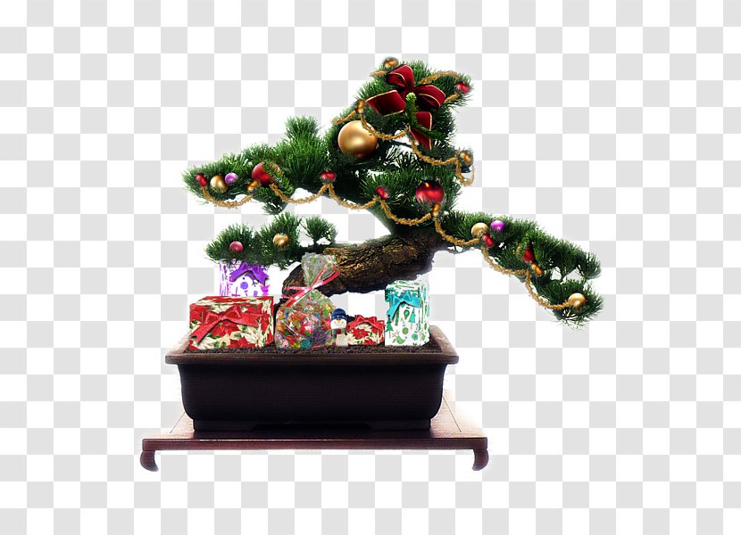 Bonsai For Beginners Book: Your Daily Guide Tree Care, Selection, Growing, Tools And Fundamental Basics Penjing Flowerpot - Christmas Decoration Transparent PNG