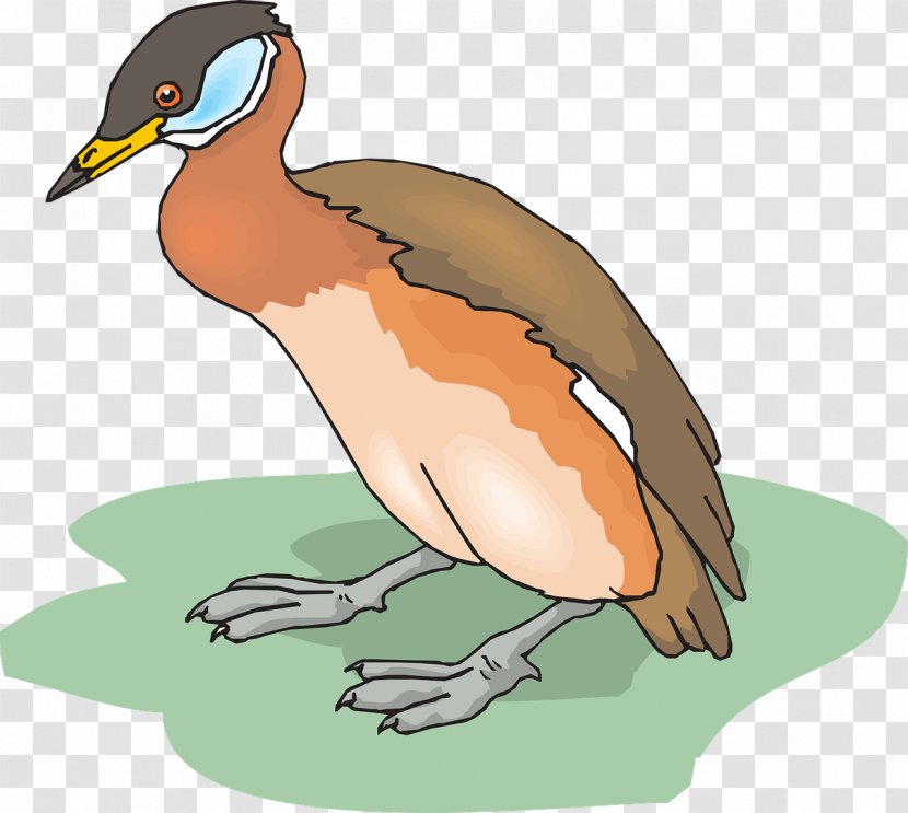 Bird Duck Clip Art - Fauna Transparent PNG