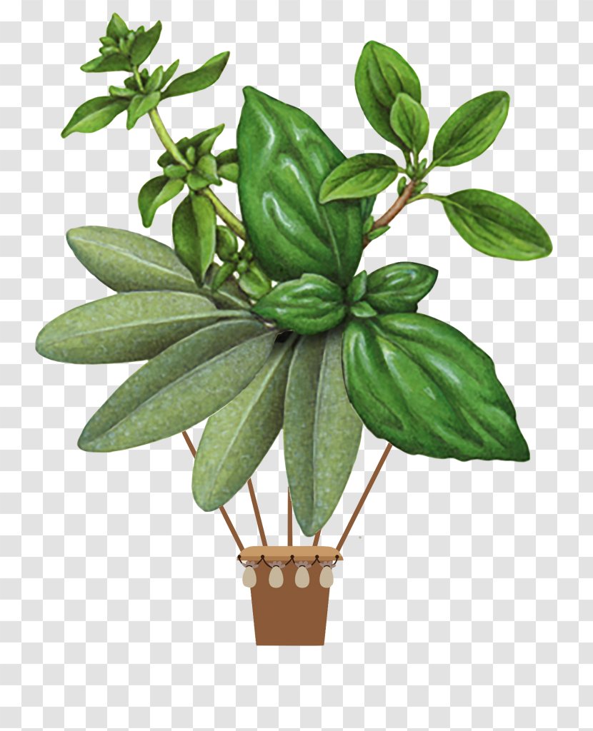 Herb Summer Savory Botanical Illustration Basil Botany - Houseplant Transparent PNG