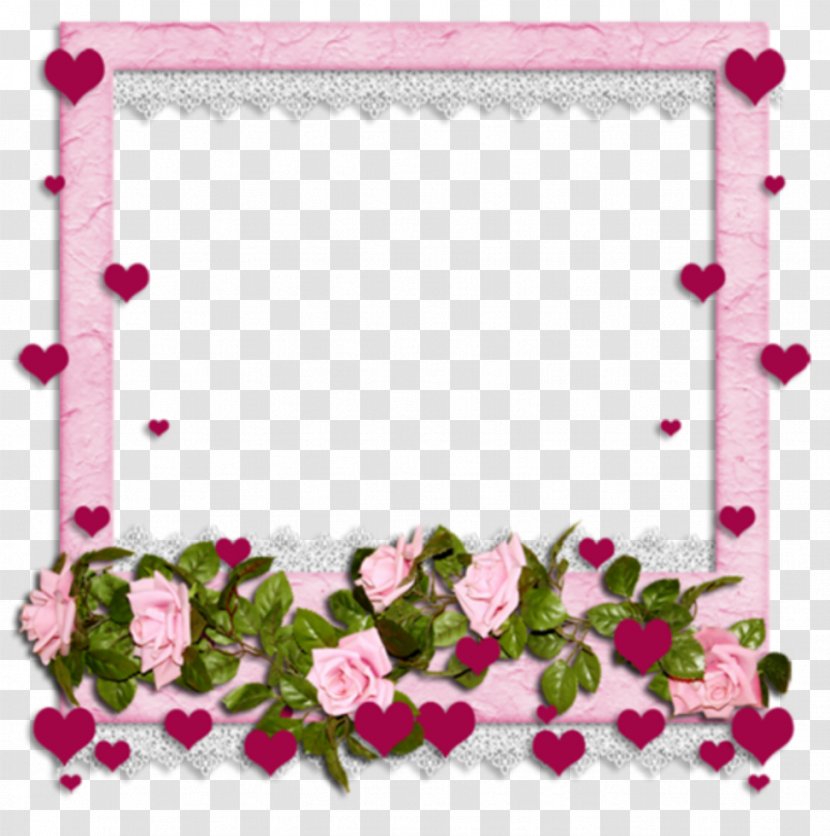 Picture Frames Photography Clip Art - Rose Order - Flowering Plant Transparent PNG
