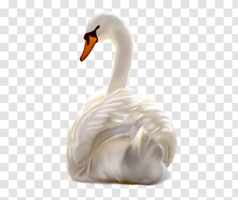 Cygnini Duck - Ducks Geese And Swans Transparent PNG