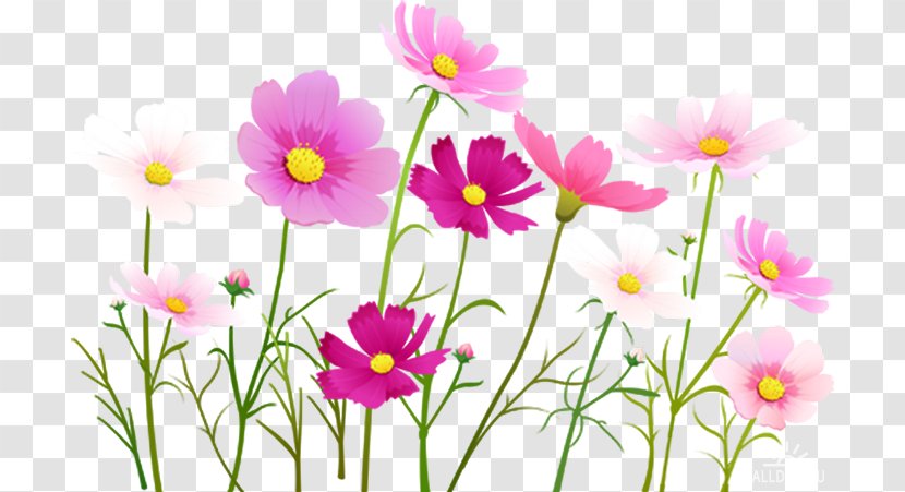 Flower Clip Art Image Cosmos - Multi Purpose Flyers Transparent PNG