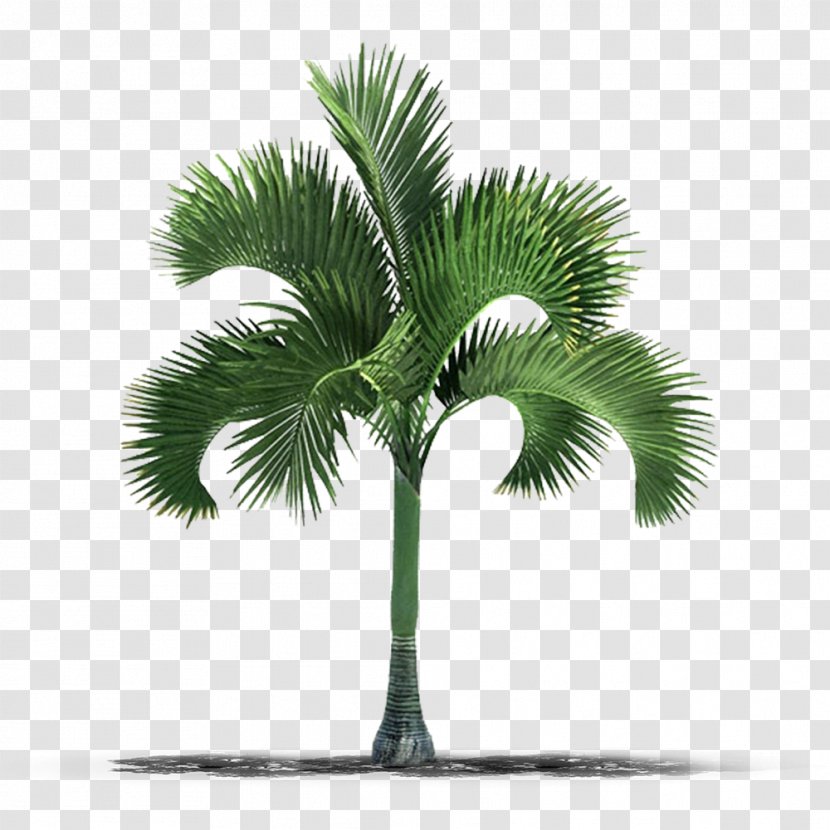 Palm Trees Stock Photography Image - Woody Plant - Tree Transparent PNG