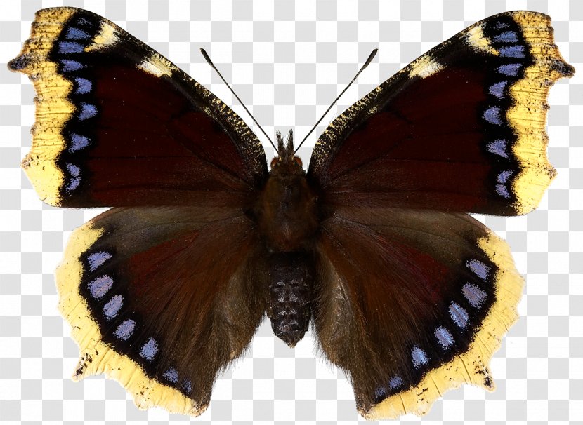 Butterfly Mourning Cloak Inachis Io Red Admiral Small Tortoiseshell - Vanessa Transparent PNG