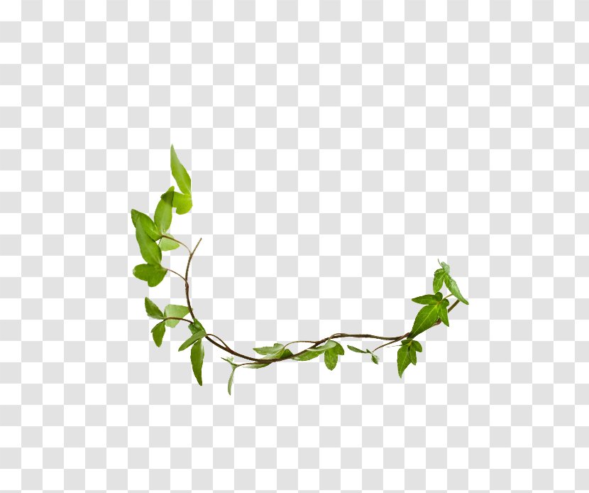 Twig Plant Stem Leaf Herb Line - TCT Bank Branch Transparent PNG