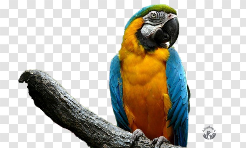 Parrot Bird Cockatiel Budgerigar Pet - Chew Toy Transparent PNG