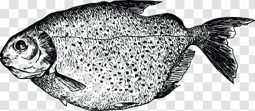 Vector Graphics Image Fish JPEG - Terrestrial Animal Transparent PNG