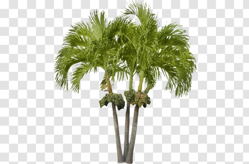Arecaceae Asian Palmyra Palm Attalea Speciosa Date Tree - Arecales - Small Transparent PNG